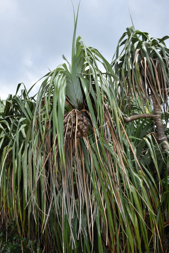 Pandanus palustris - Maurice
