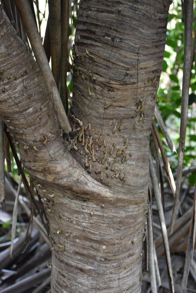 Pandanus palustris - Maurice