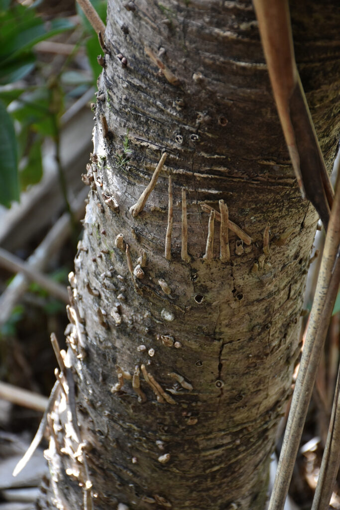 Pandanus palustris - Maurice