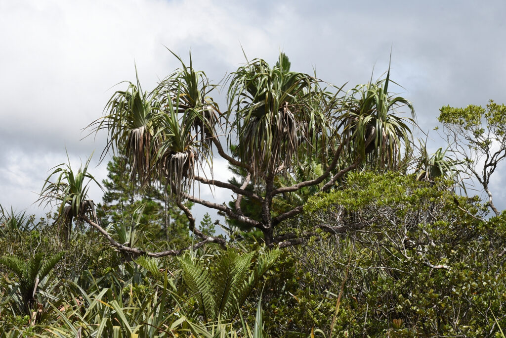 Pandanus palustris - Maurice