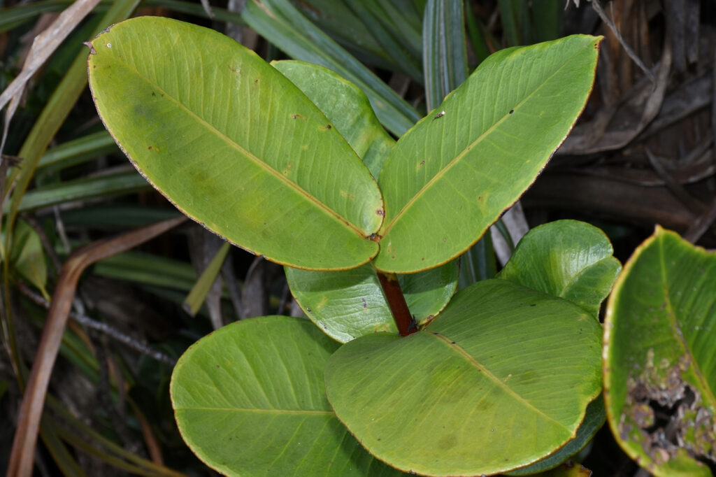 Syzygium mauritianum - Maurice
