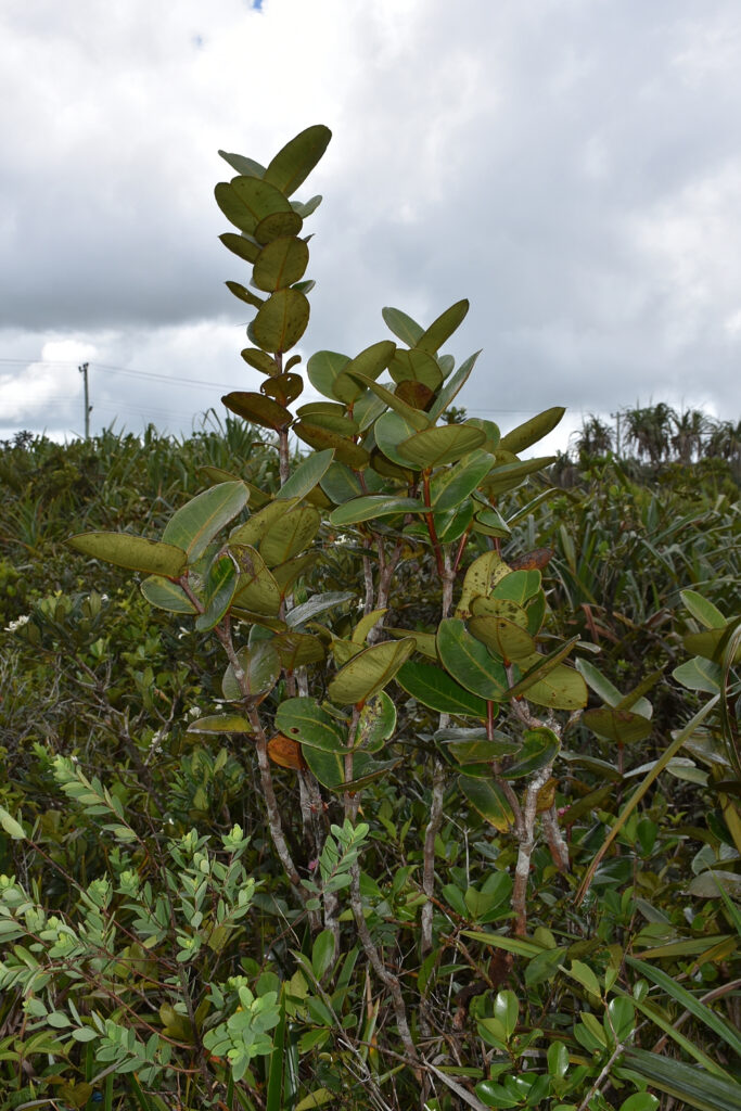 Syzygium mauritianum - Maurice