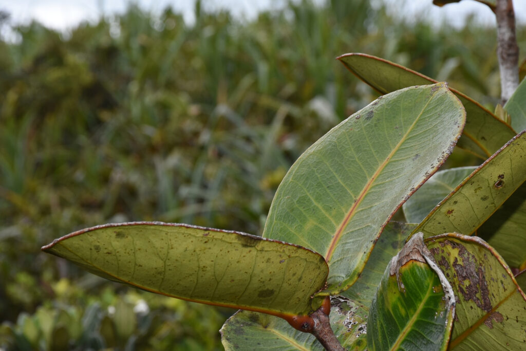 Syzygium mauritianum - Maurice