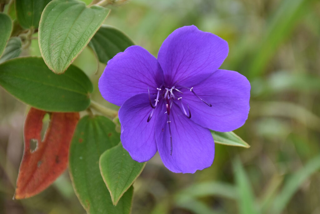 Pleroma urvilleanum - Maurice