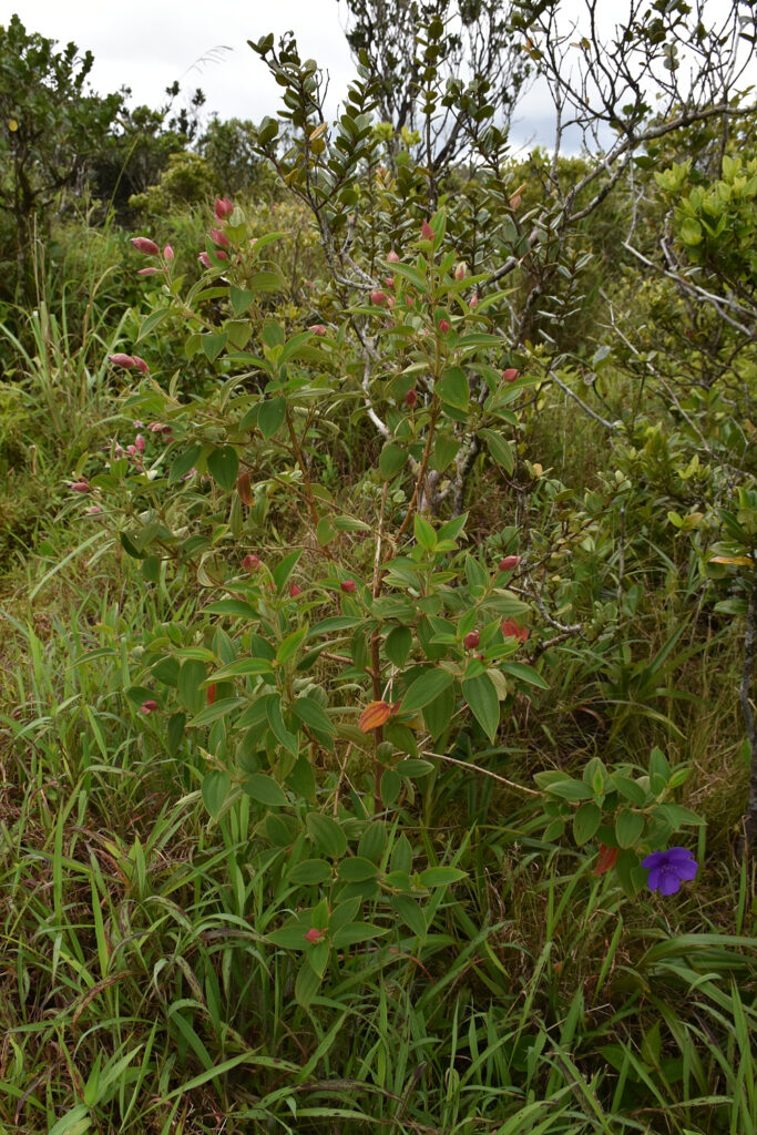 Pleroma urvilleanum - Maurice