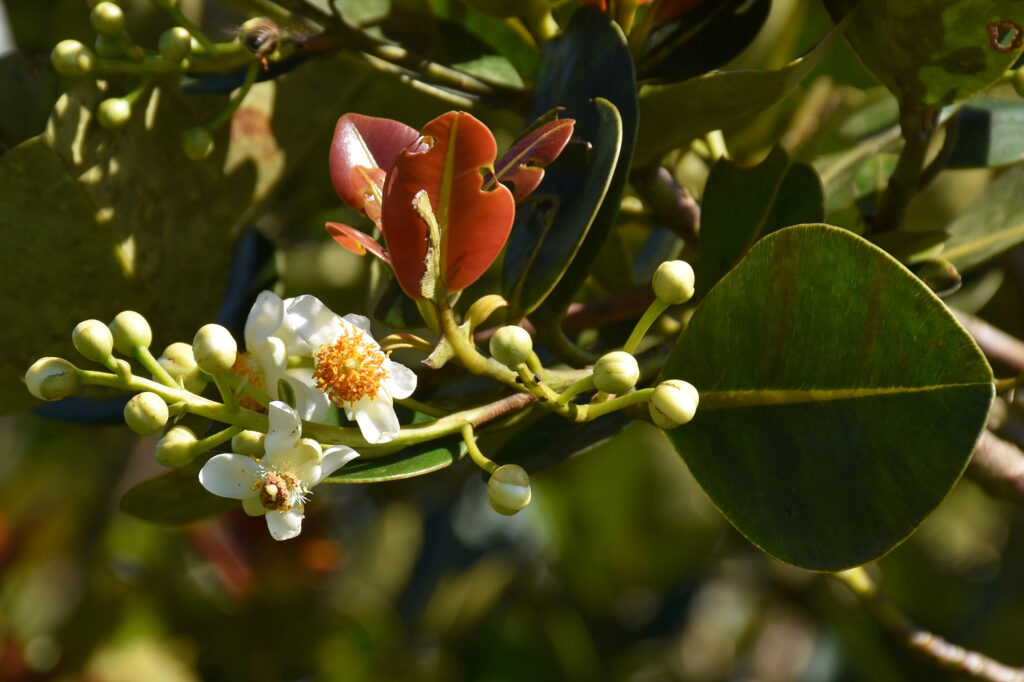 Calophyllum eputamen - Maurice