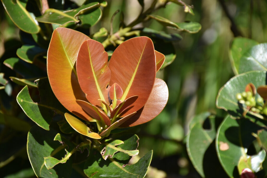 Calophyllum eputamen - Maurice