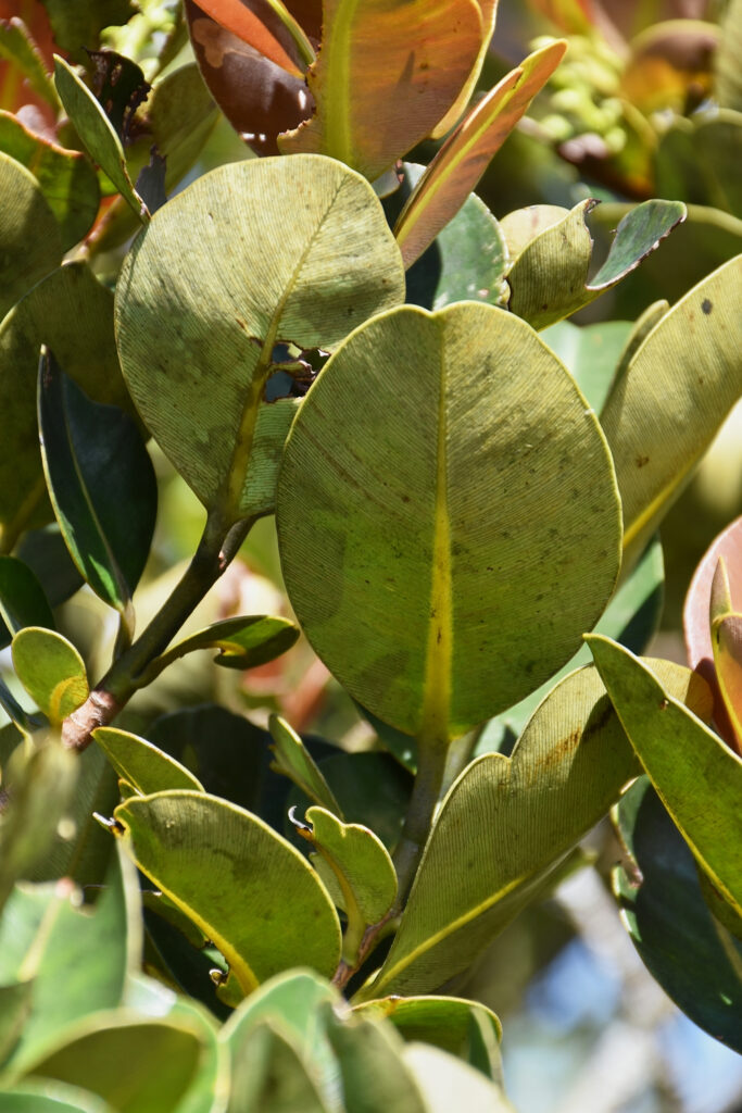 Calophyllum eputamen - Maurice