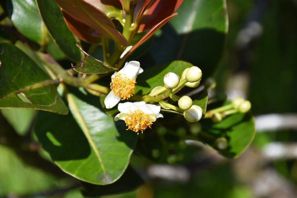 Calophyllum eputamen - Maurice