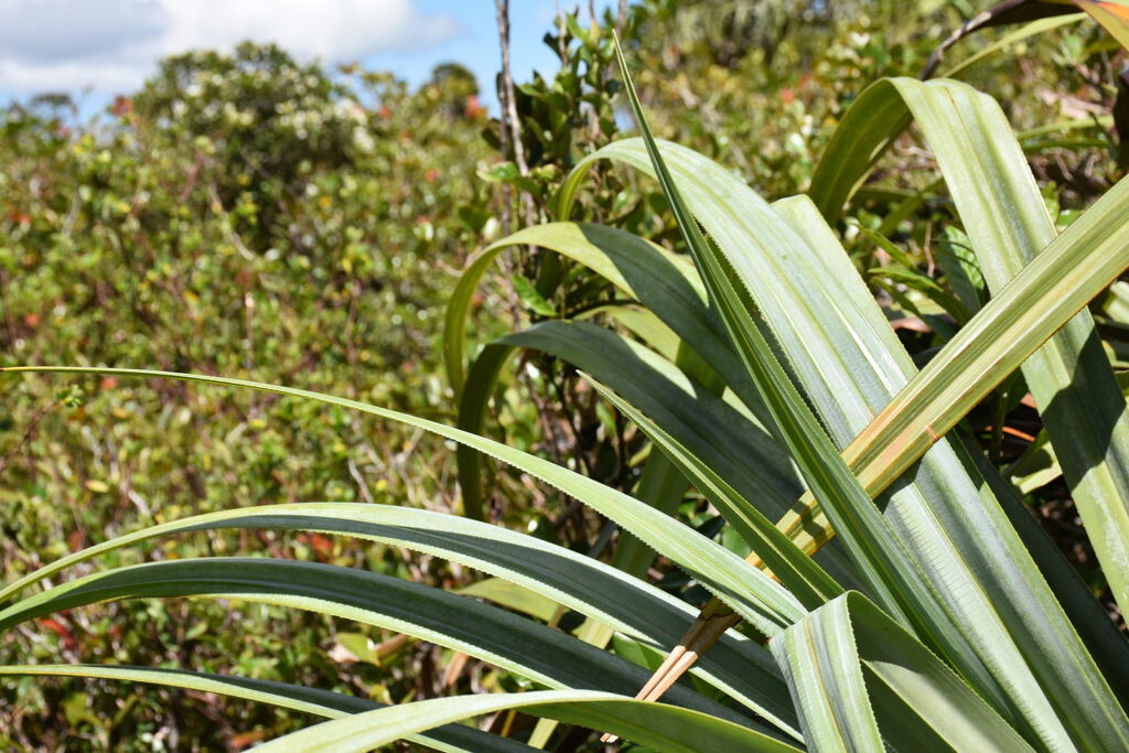 Pandanus eydouxia - Maurice