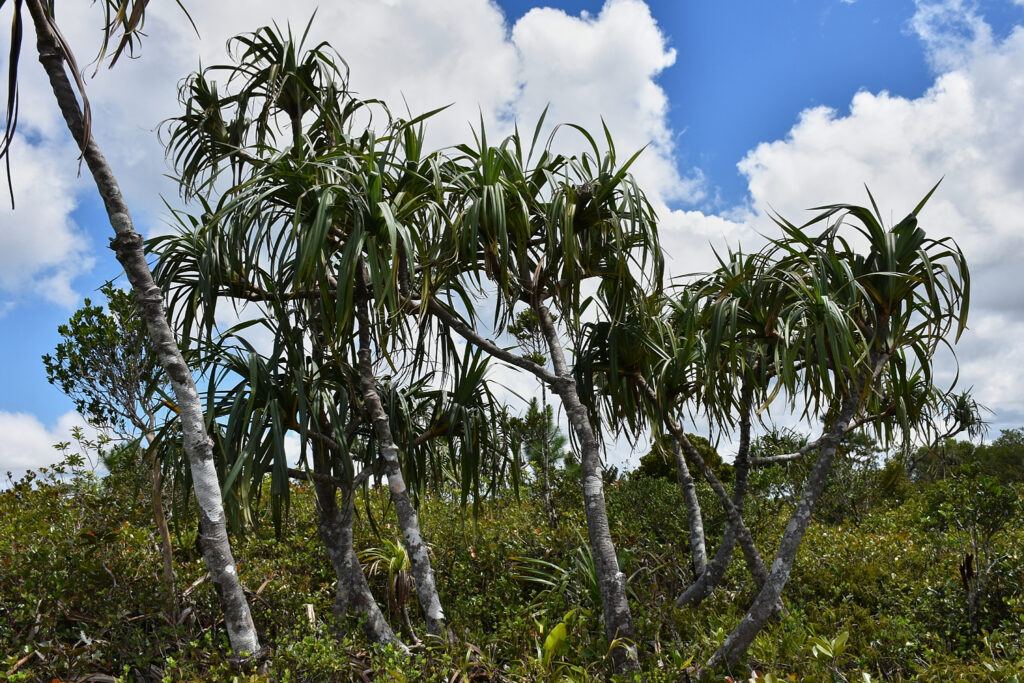 Pandanus eydouxia - Maurice