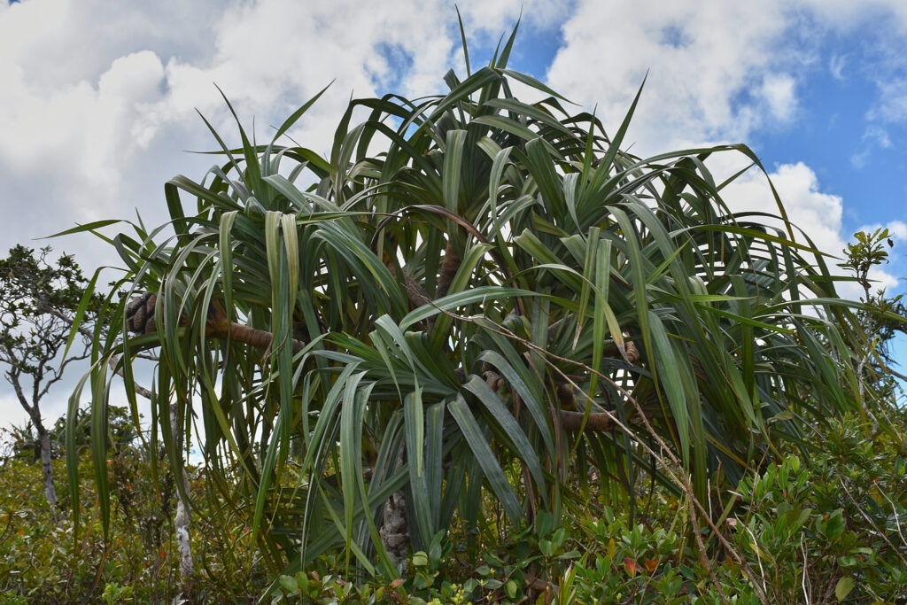 Pandanus eydouxia - Maurice