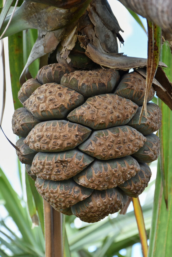 Pandanus eydouxia - Maurice