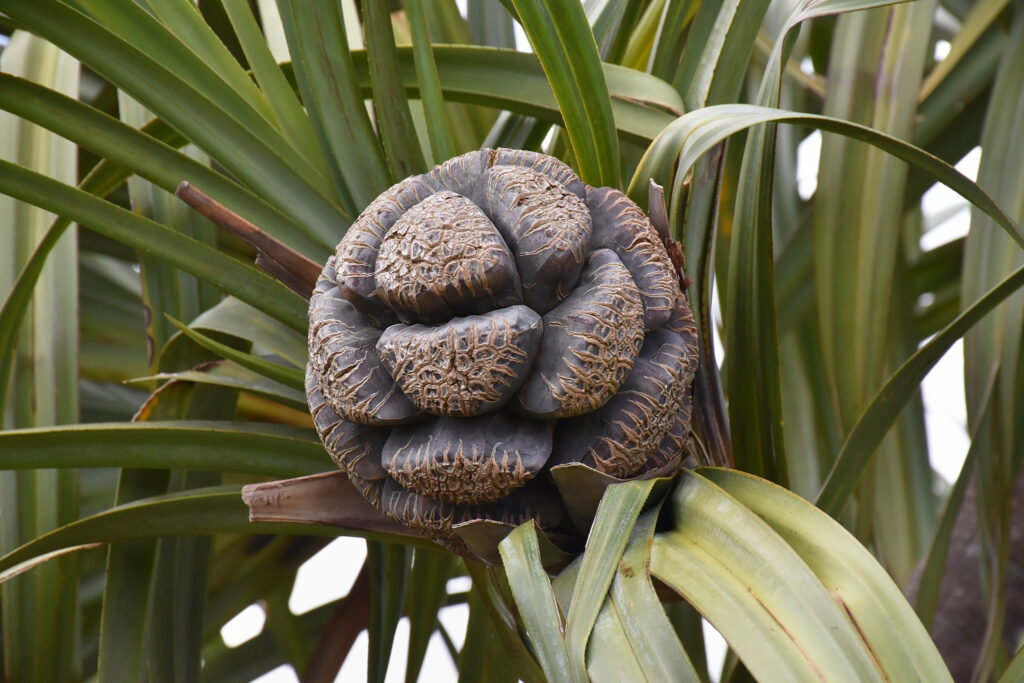 Pandanus eydouxia - Maurice