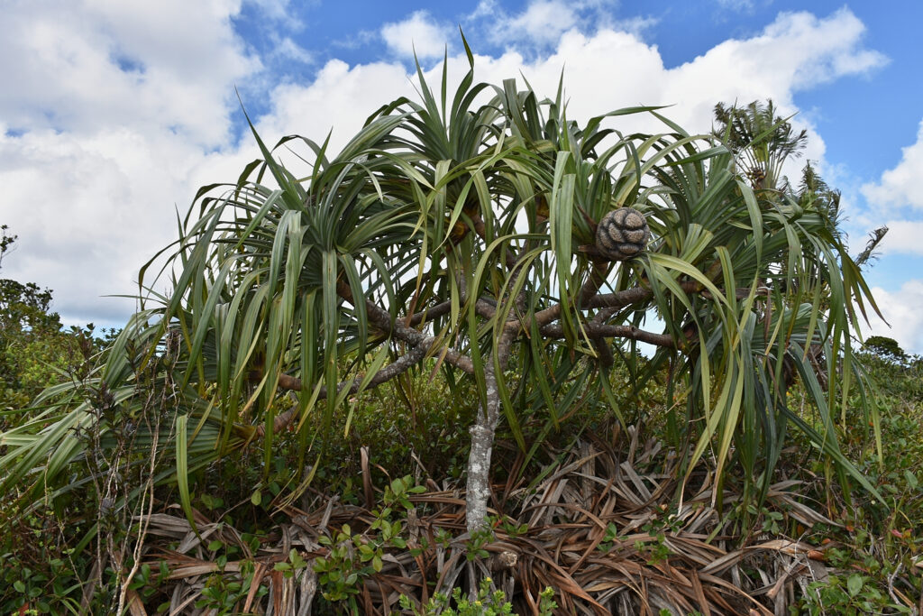 Pandanus eydouxia - Maurice