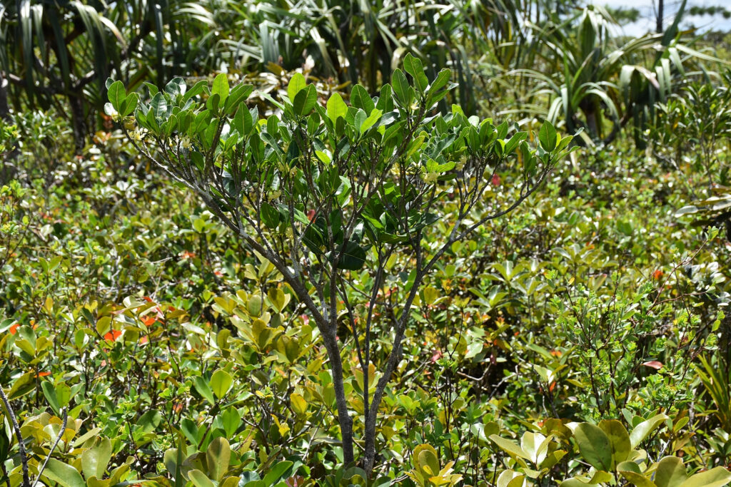 Tabernaemontana persicariifolia - Maurice