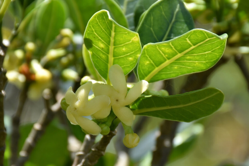 Tabernaemontana persicariifolia - Maurice