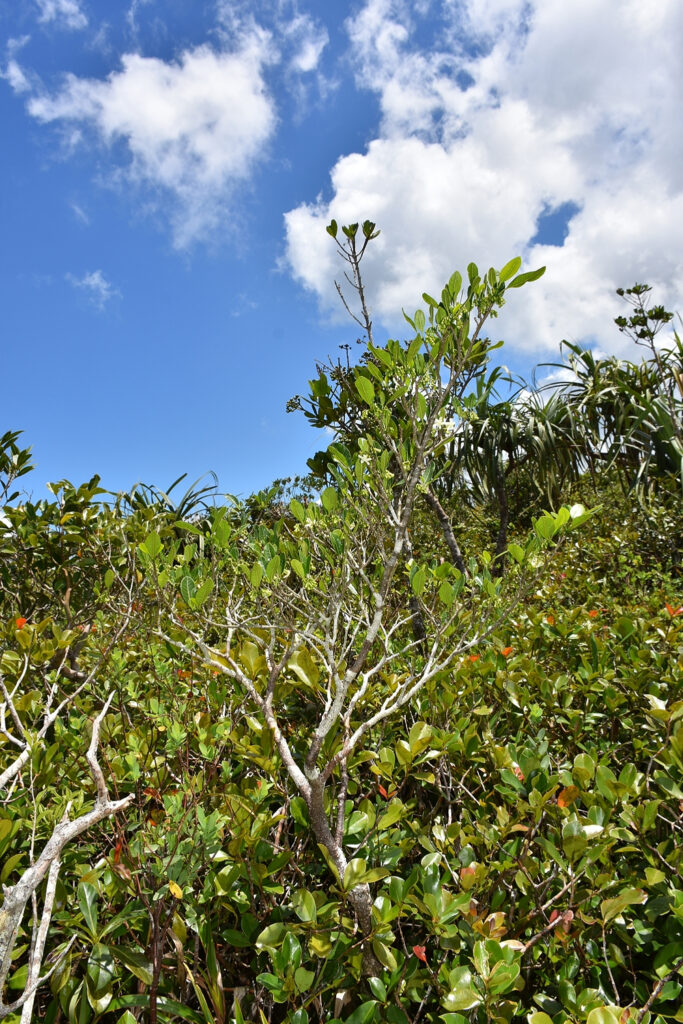 Tabernaemontana persicariifolia - Maurice