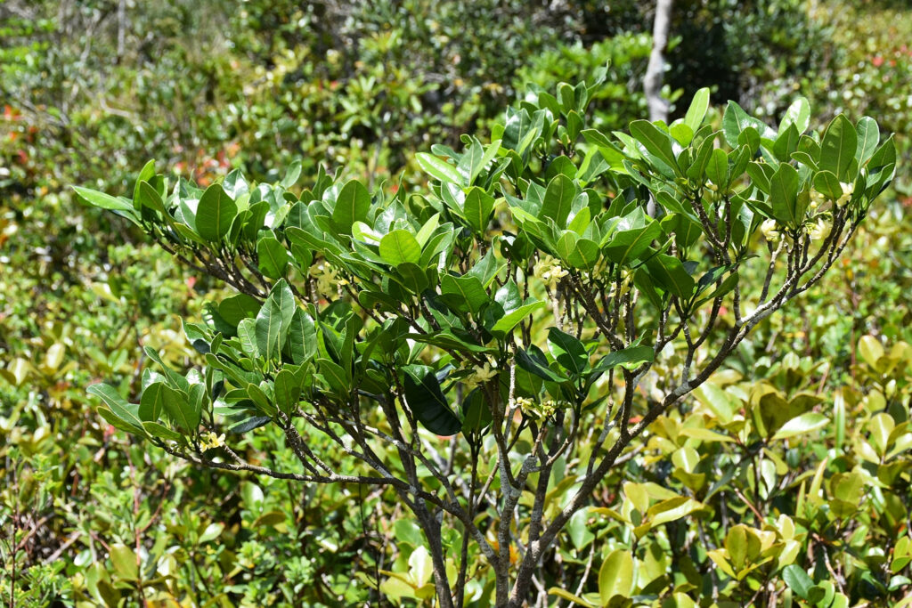 Tabernaemontana persicariifolia - Maurice