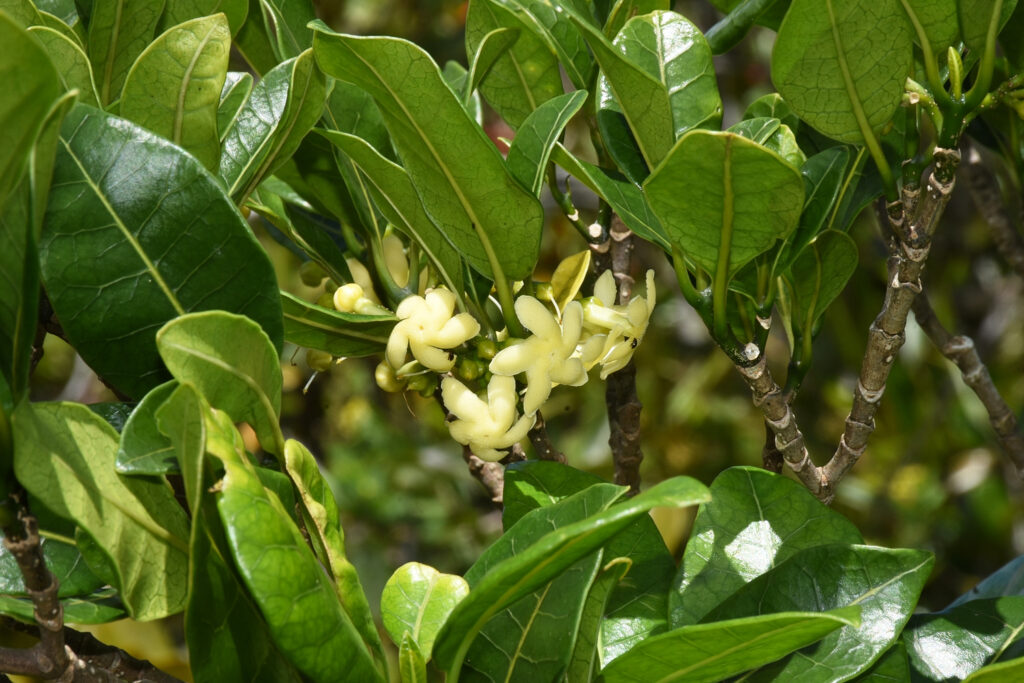 Tabernaemontana persicariifolia - Maurice