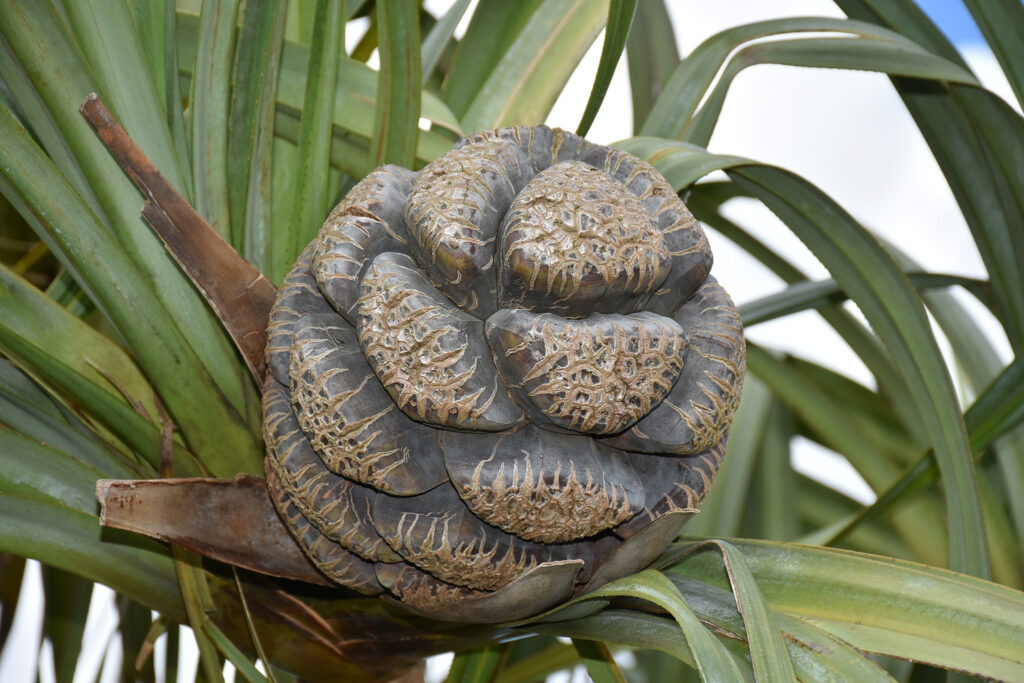 Pandanus eydouxia - Maurice