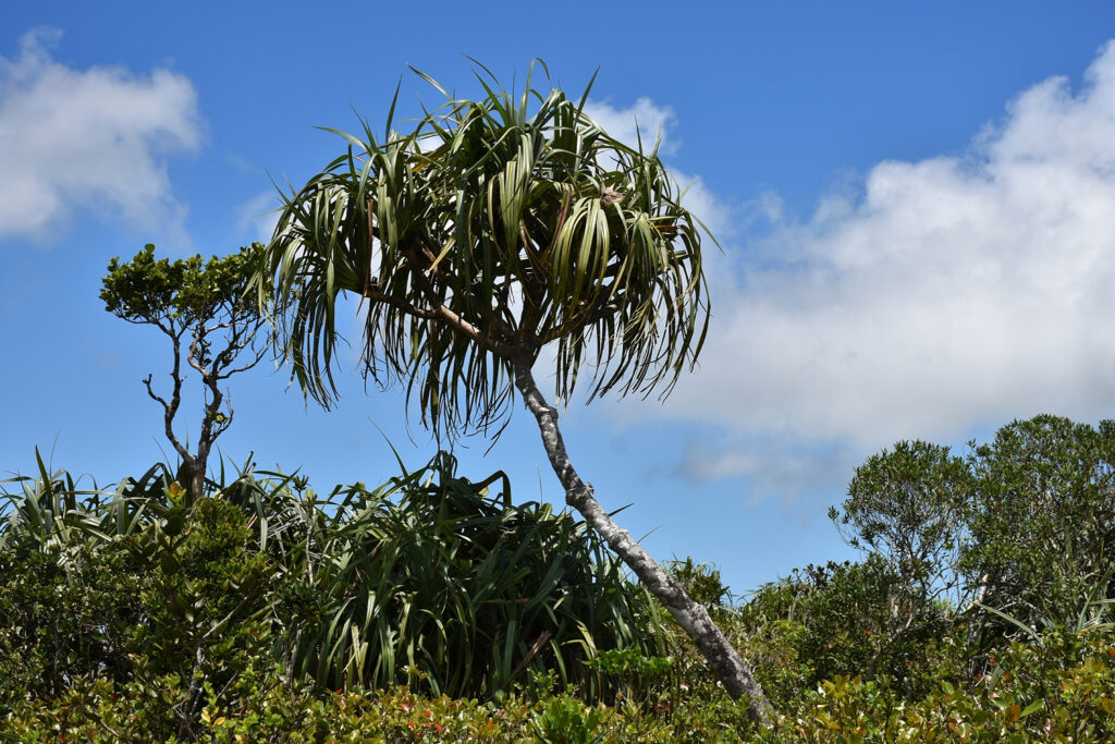 Pandanus eydouxia - Maurice