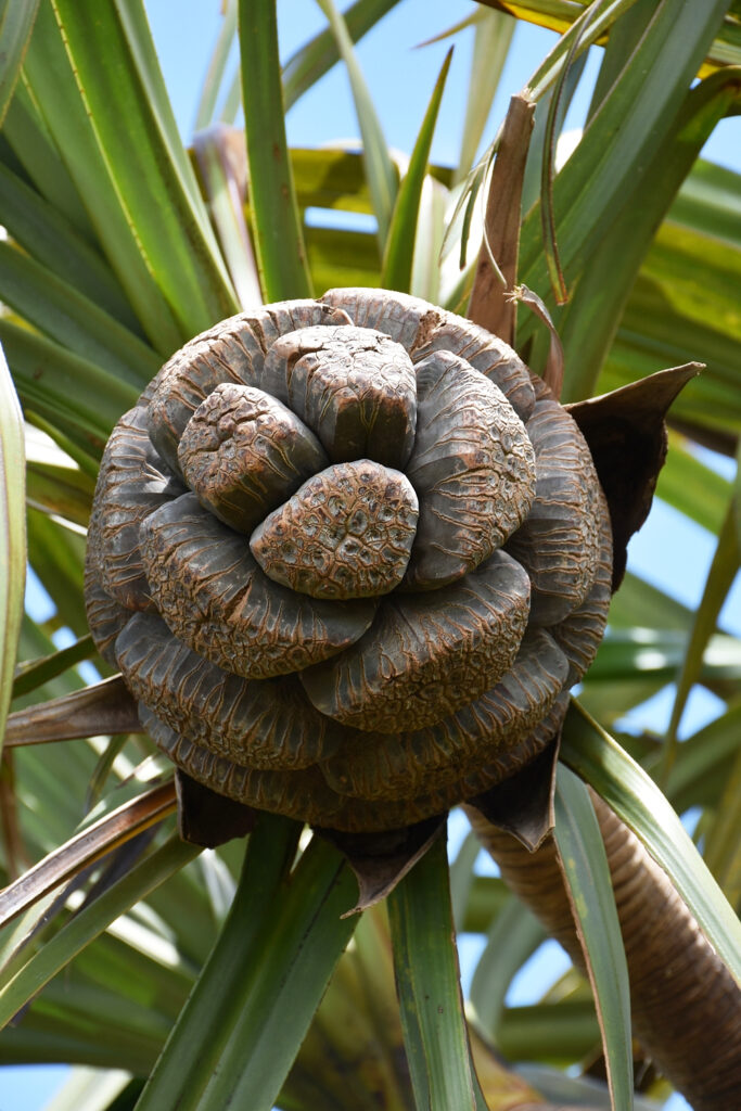 Pandanus eydouxia - Maurice