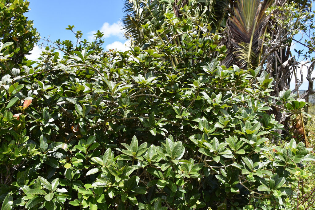 Hugonia tomentosa - Maurice