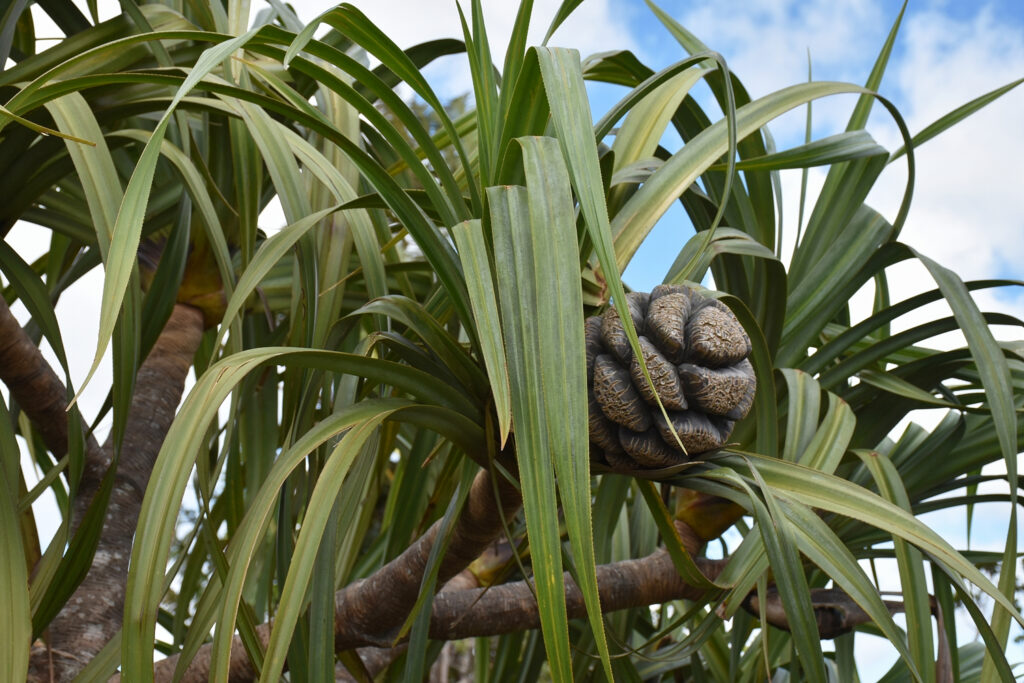 Pandanus eydouxia - Maurice