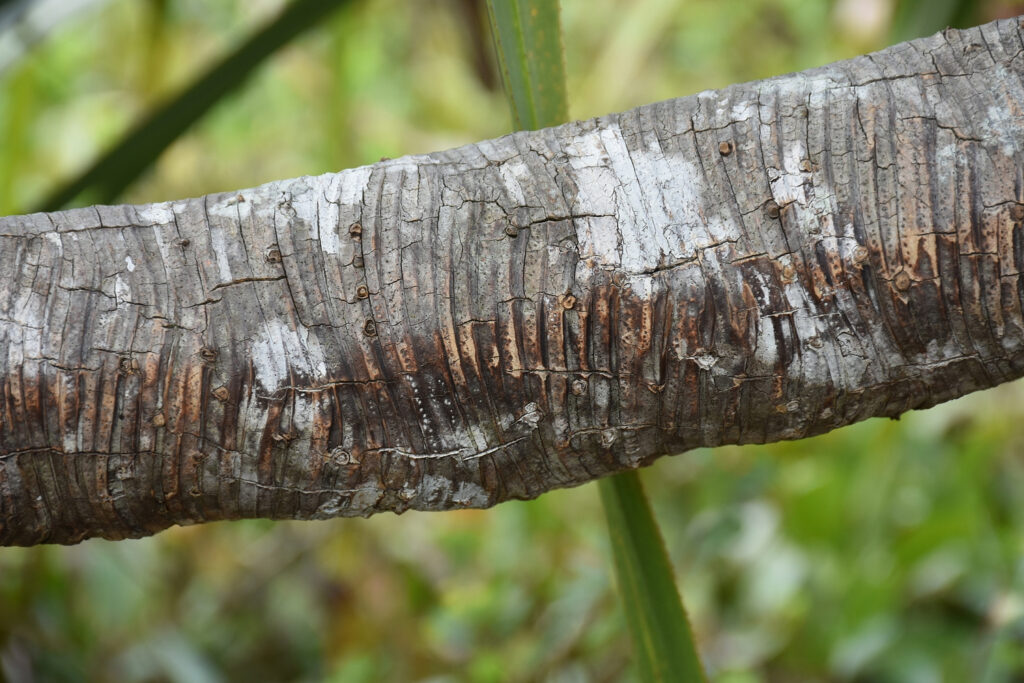 Pandanus eydouxia - Maurice