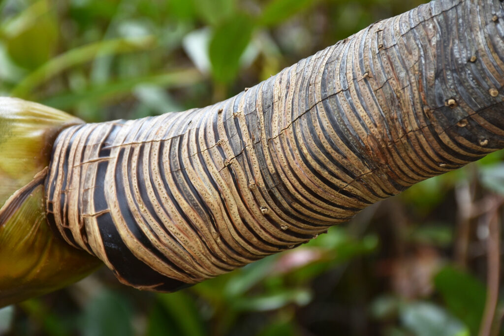 Pandanus eydouxia - Maurice