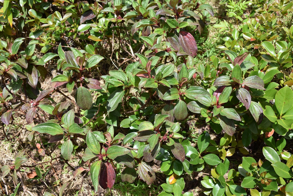 Tristemma mauritianum - Maurice