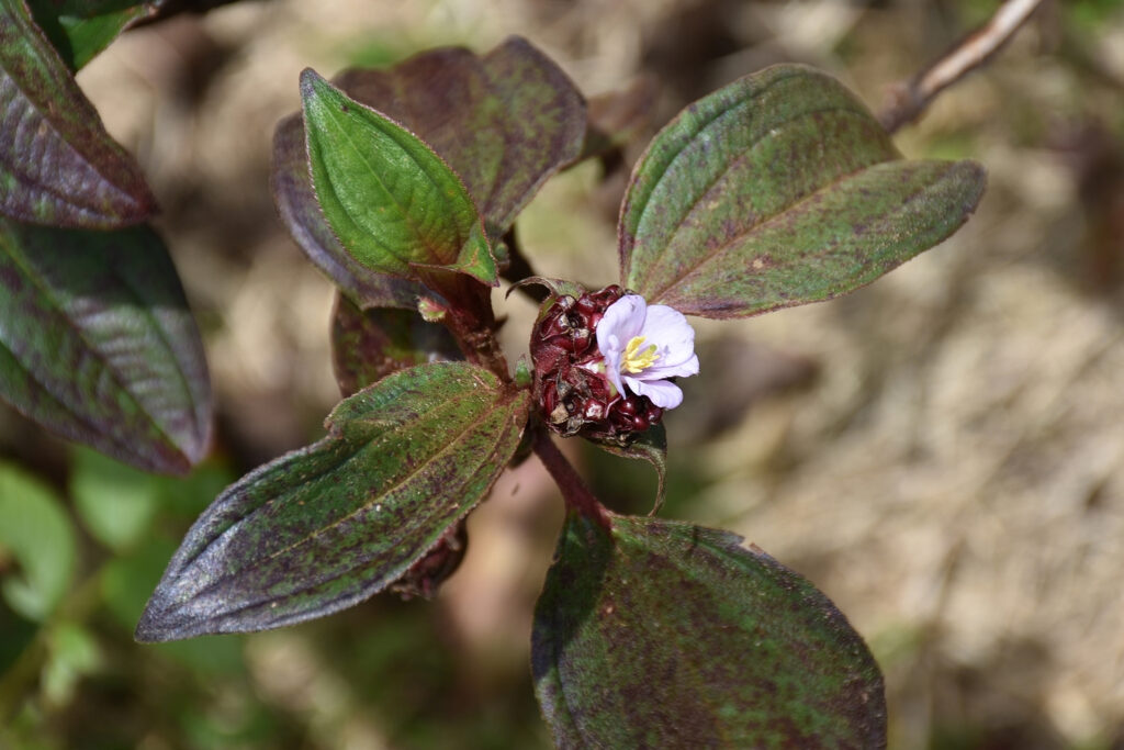 Tristemma mauritianum - Maurice
