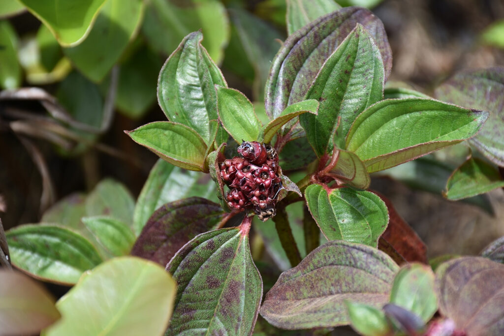 Tristemma mauritianum - Maurice