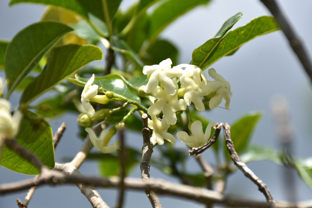 Tabernaemontana persicariifolia - Maurice