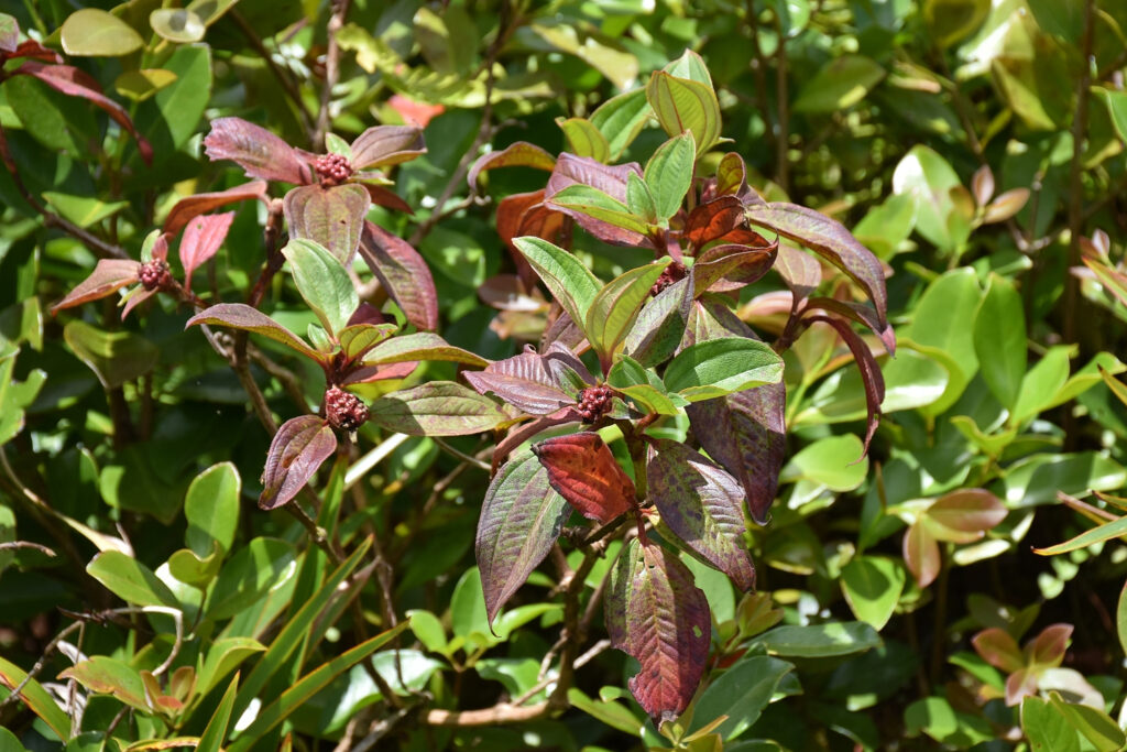 Tristemma mauritianum - Maurice