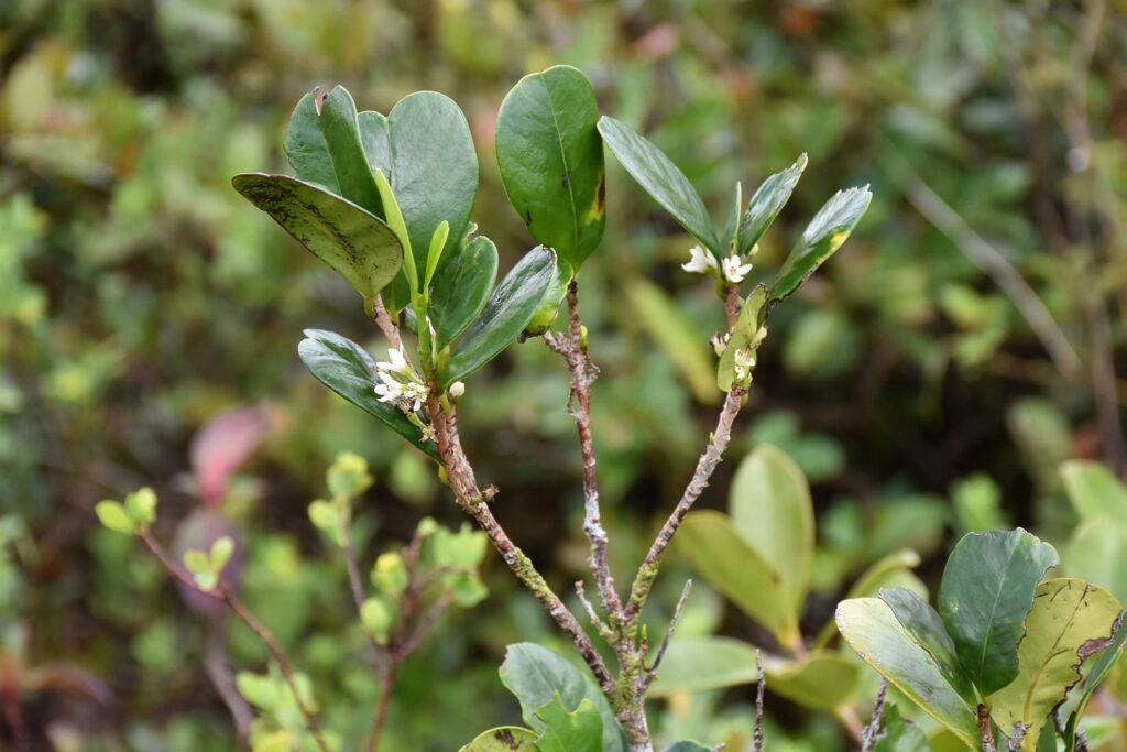Erythroxylum macrocarpum - Maurice