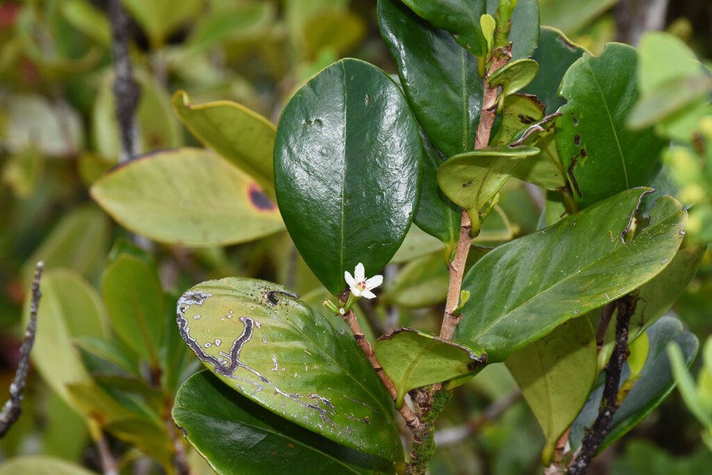Erythroxylum macrocarpum - Maurice