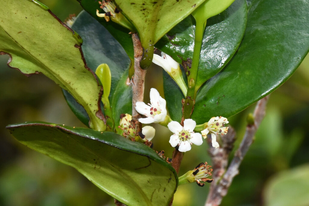 Erythroxylum macrocarpum - Maurice