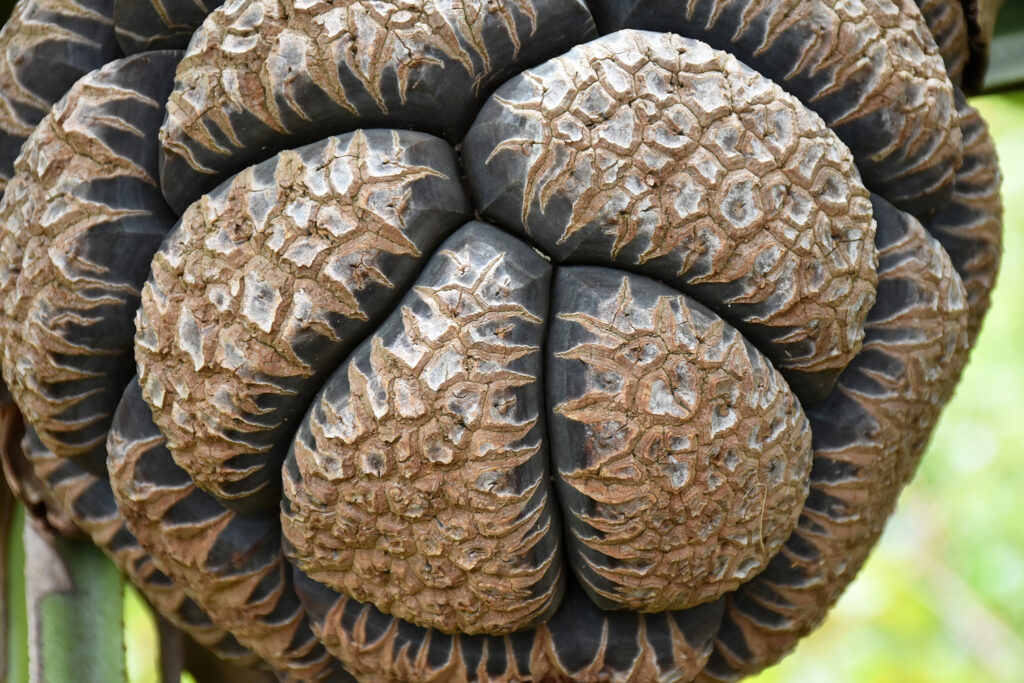 Pandanus eydouxia - Maurice