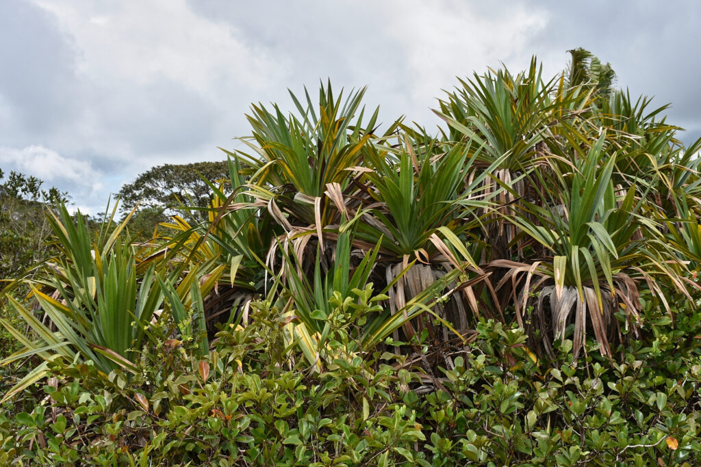 Pandanus rigidifolius - Maurice