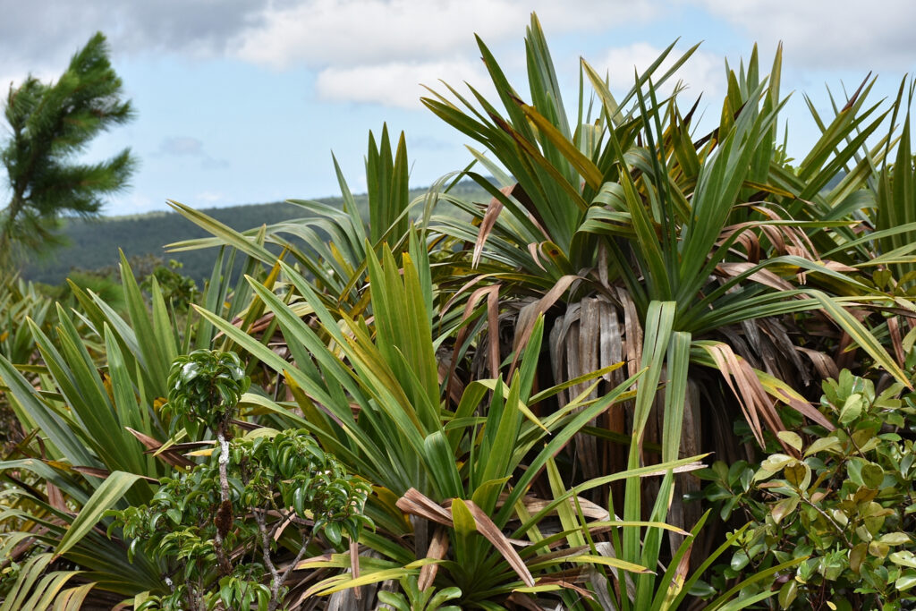 Pandanus rigidifolius - Maurice