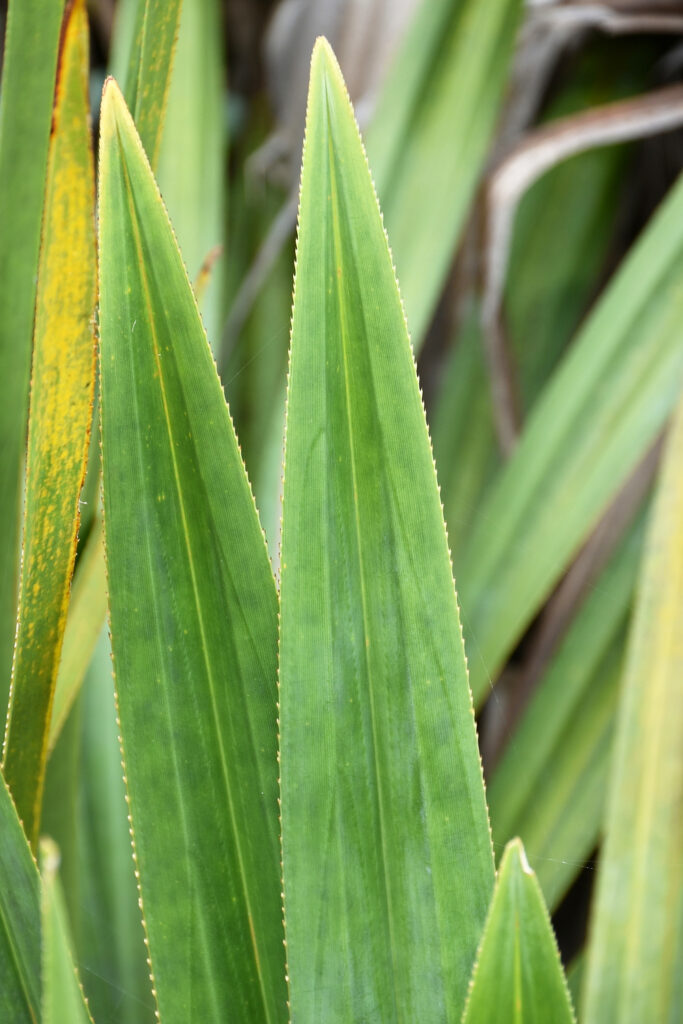 Pandanus rigidifolius - Maurice
