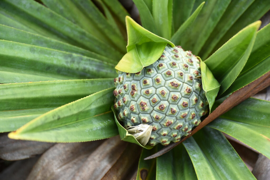 Pandanus rigidifolius - Maurice