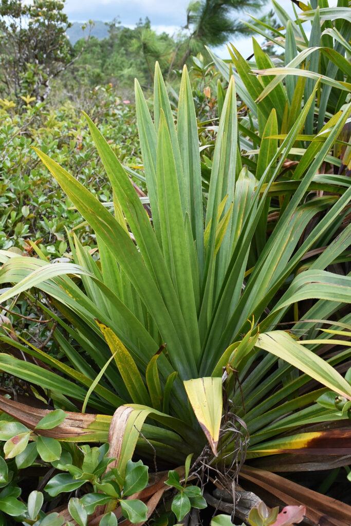 Pandanus rigidifolius - Maurice