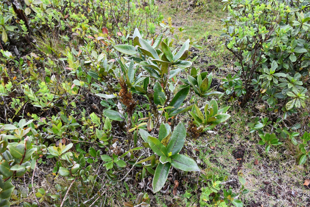 Tambourissa cordifolia - Maurice