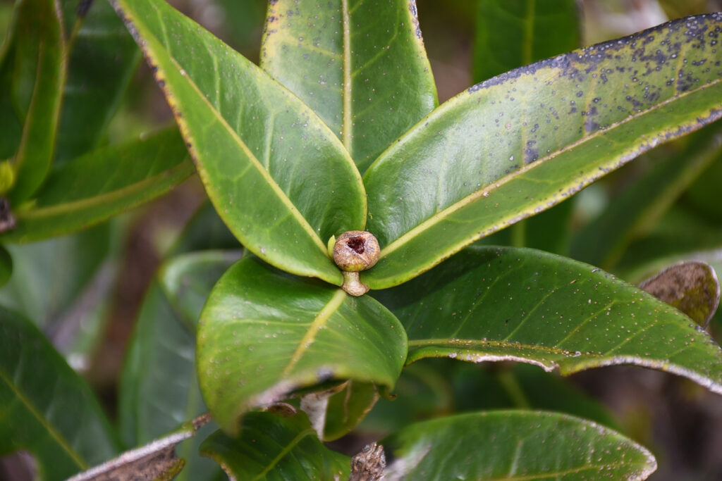 Tambourissa cordifolia - Maurice