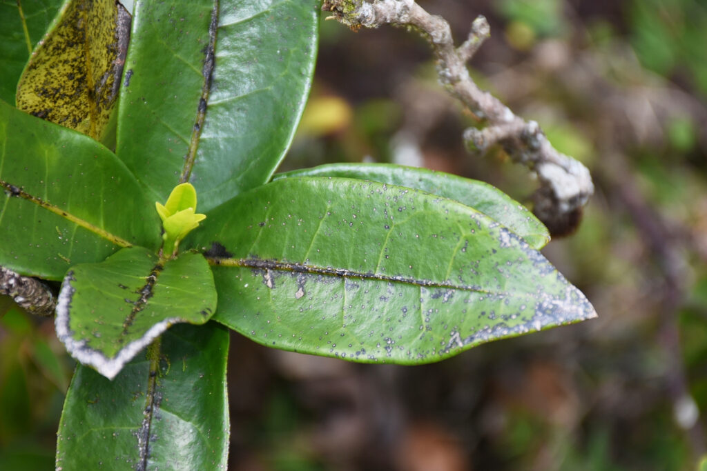 Tambourissa cordifolia - Maurice