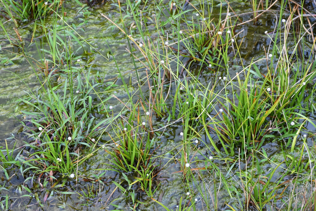 Eriocaulon willdenovianum - Maurice