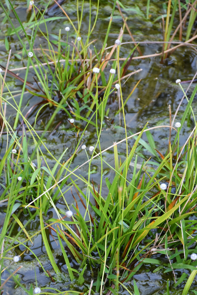 Eriocaulon willdenovianum - Maurice